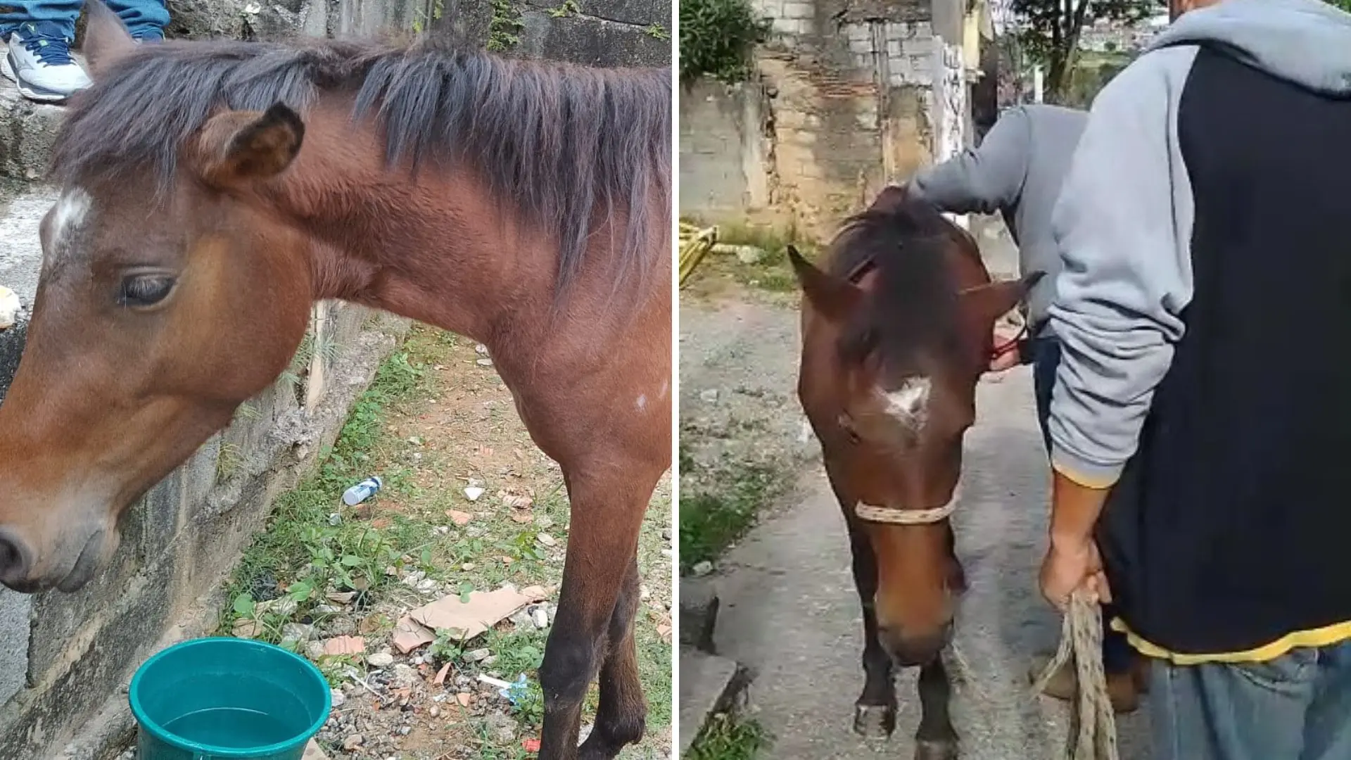 Trio é detido após matar cavalo para comer em São Francisco do Sul