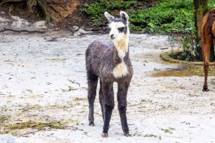 Filhote de anta nasce em SP e pode ser visto pelos visitantes