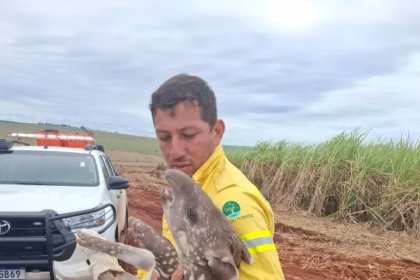 Fundação Florestal resgata filhote de anta no oeste paulista